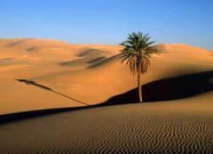 世界上最大的沙漠在