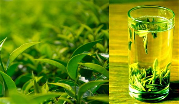 什么是绿茶