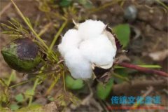棉花是什么时候传入中国的,棉花是从哪里传来的