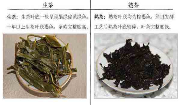 普洱茶生茶和熟茶