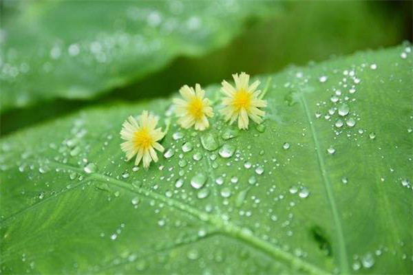 关于雨的诗句