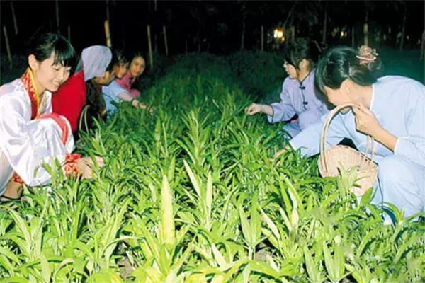 中秋节十大传统习俗--未婚少女偷葱偷菜