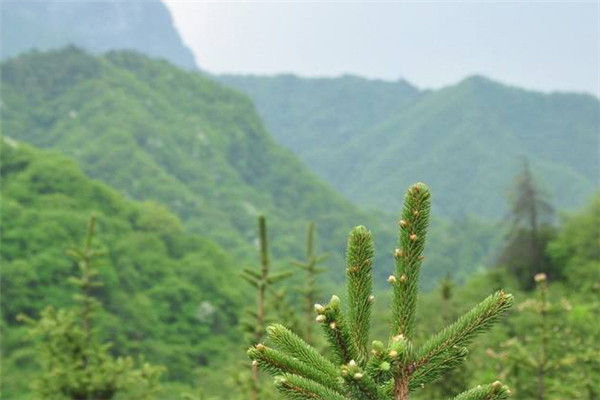 秦岭山脉