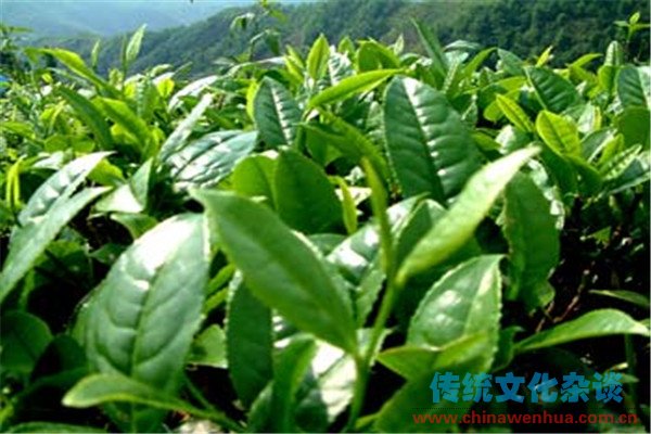 茶树