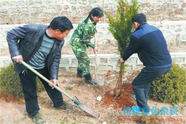 坟前栽树有什么讲究