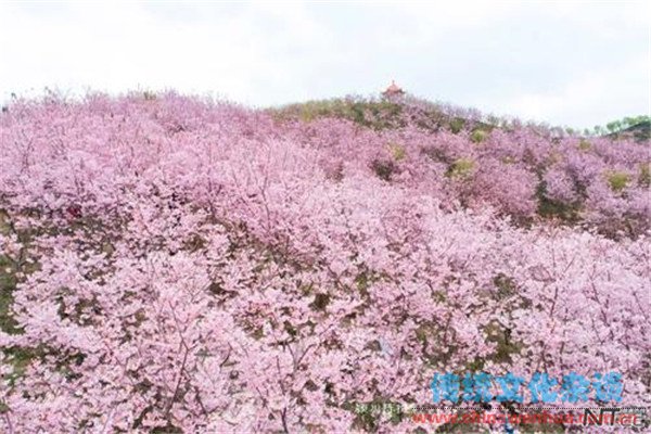 大屯春色之阳明春樱