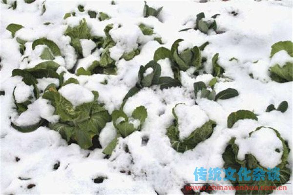 瑞雪能减少病虫害的发生